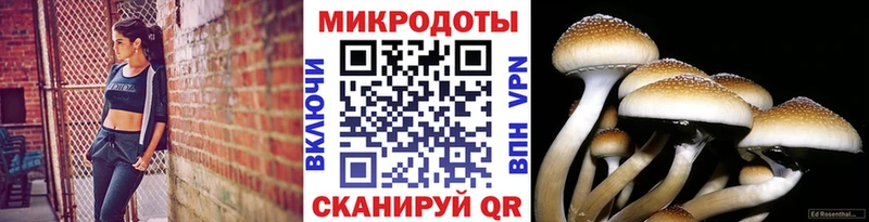 Галлюциногенные грибы Psilocybe Барнаул